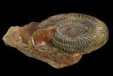 Jurassic Ammonite (Parkinsonia) Fossil - Sengenthal, Germany #129414-1